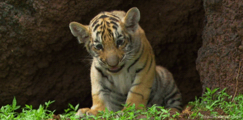 cutest-animal-gifs-tiger-cub-yawn.gif