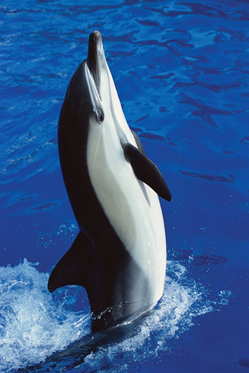photo de dauphin en noir et blanc