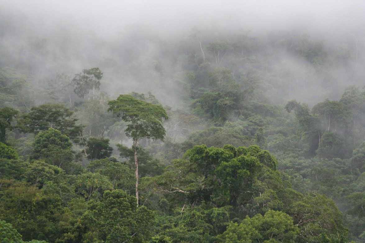 La forêt équatoriale amazonienne