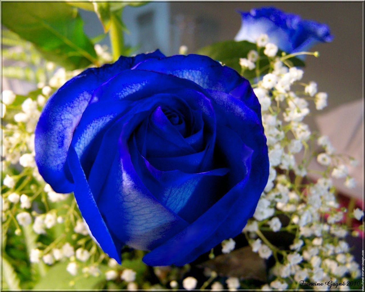 signification couleur des roses bleu