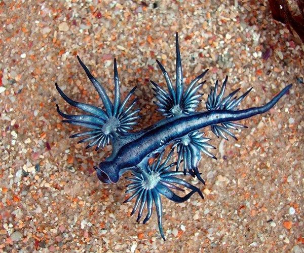 un-dragon-bleu-en-Australie-1.jpg