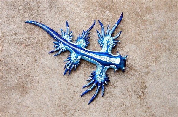 un-dragon-bleu-en-Australie-2.jpg