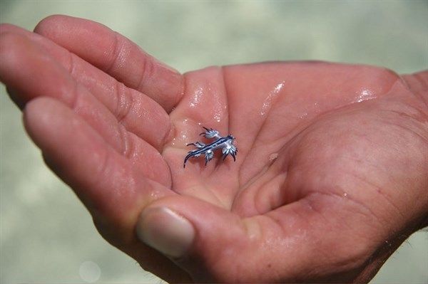 un-dragon-bleu-en-Australie-3.jpg
