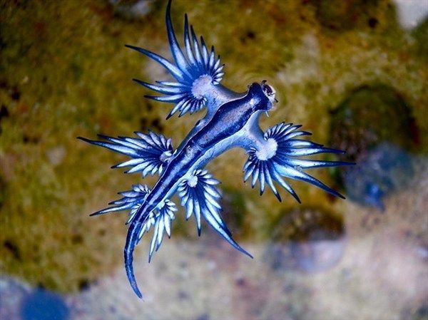 un-dragon-bleu.jpg